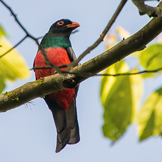 La Selva - Slaty-tailed trogon